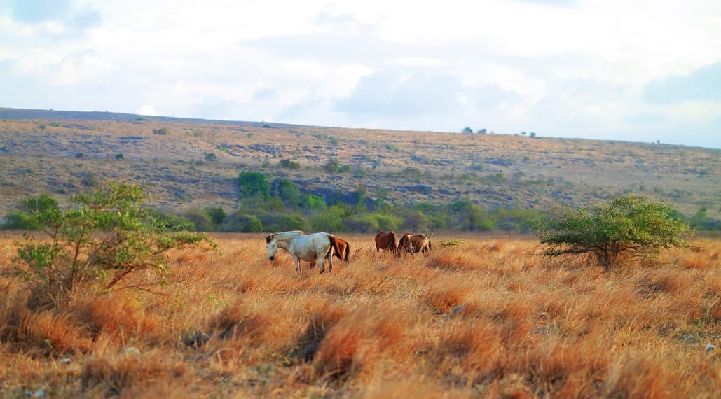 Kuda-kuda merumput di padang savana Sumba yang keemasan